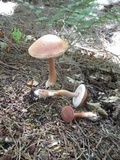 Austroboletus gracilis image