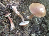 Austroboletus gracilis image