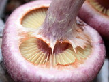 Gymnopilus luteofolius image