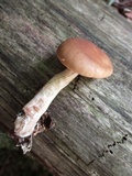Agrocybe acericola image