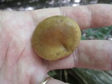 Agrocybe acericola image