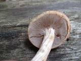 Agrocybe acericola image
