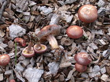 Gymnopilus luteofolius image