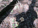 Russula compacta image