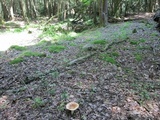 Russula compacta image