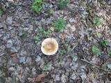 Russula compacta image
