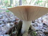 Russula compacta image