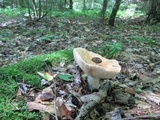 Russula compacta image