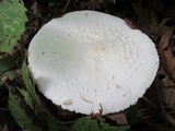 Amanita abrupta image