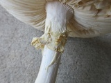 Amanita abrupta image
