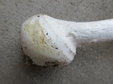 Amanita abrupta image