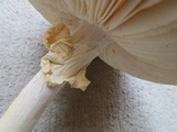 Amanita abrupta image