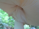 Amanita brunnescens image