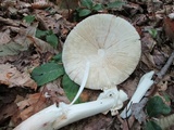 Amanita brunnescens image