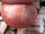Gymnopilus luteofolius image