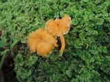 Craterellus lutescens image