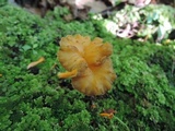 Craterellus lutescens image
