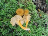 Craterellus lutescens image