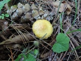 Suillus americanus image