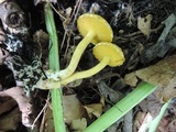 Suillus americanus image