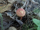 Suillus spraguei image