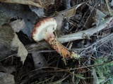 Suillus spraguei image