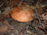 Leccinum manzanitae image