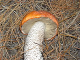 Leccinum manzanitae image
