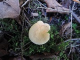Hydnum umbilicatum image