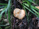 Hydnum umbilicatum image