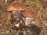 Leccinum manzanitae image