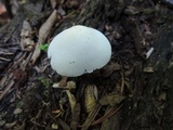 Pluteus tomentosulus image