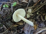 Pluteus tomentosulus image