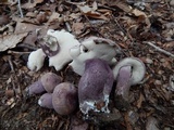 Tylopilus plumbeoviolaceus image