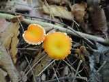 Hygrocybe reidii image