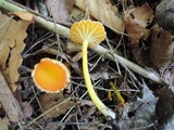 Hygrocybe reidii image