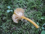 Hygrocybe laeta var. laeta image