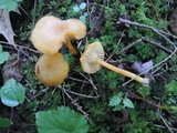 Hygrocybe laeta var. laeta image