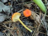 Hygrocybe reidii image
