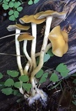 Psilocybe hopii image