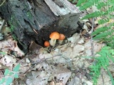 Leccinum longicurvipes image