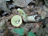 Leccinum longicurvipes image