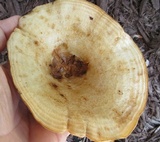 Lactarius psammicola image