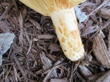 Lactarius psammicola image
