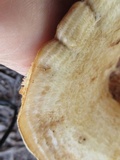 Lactarius psammicola image