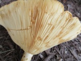 Lactarius psammicola image