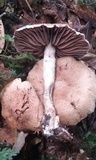 Cortinarius distans image