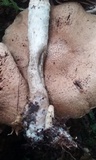 Cortinarius distans image