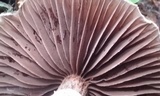 Cortinarius distans image