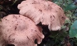 Cortinarius distans image